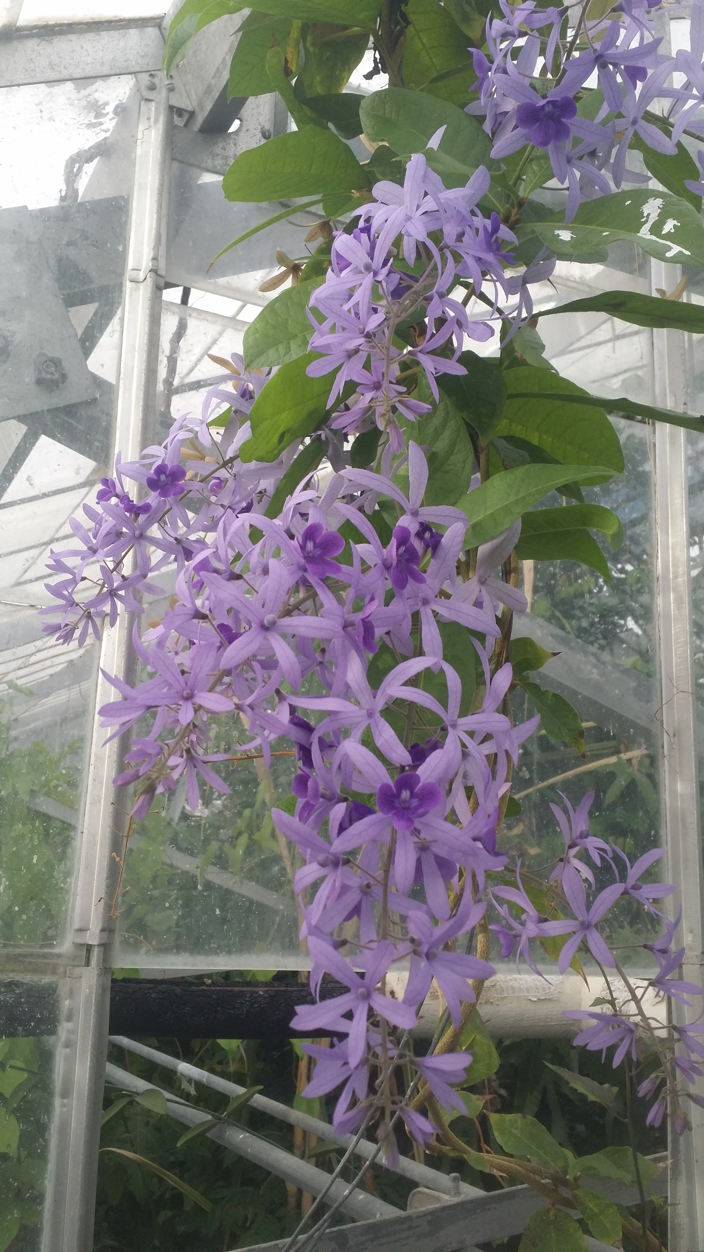 Petrea volubilis