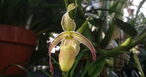 Phragmipedium longifolium