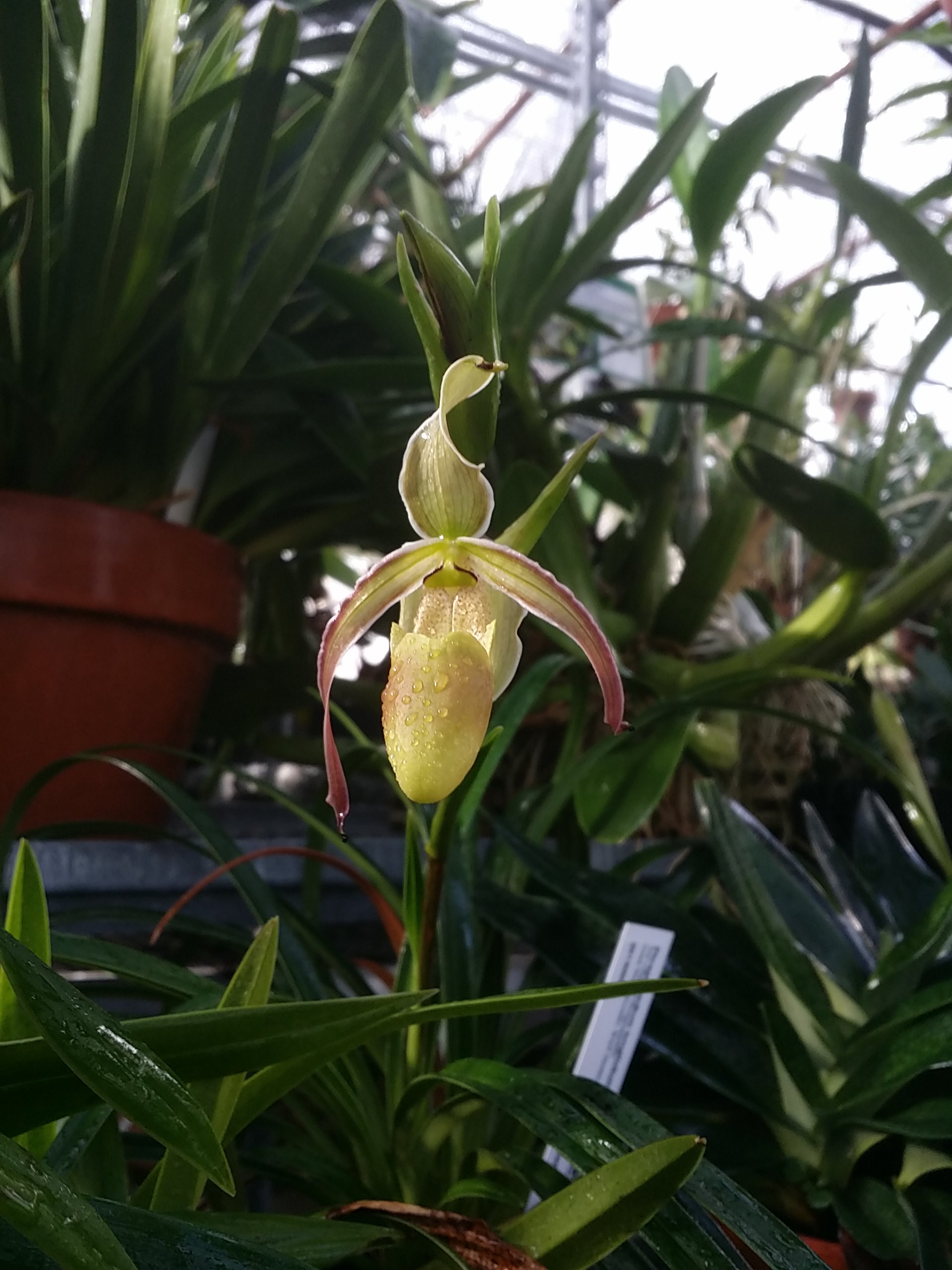 Phragmipedium longifolium