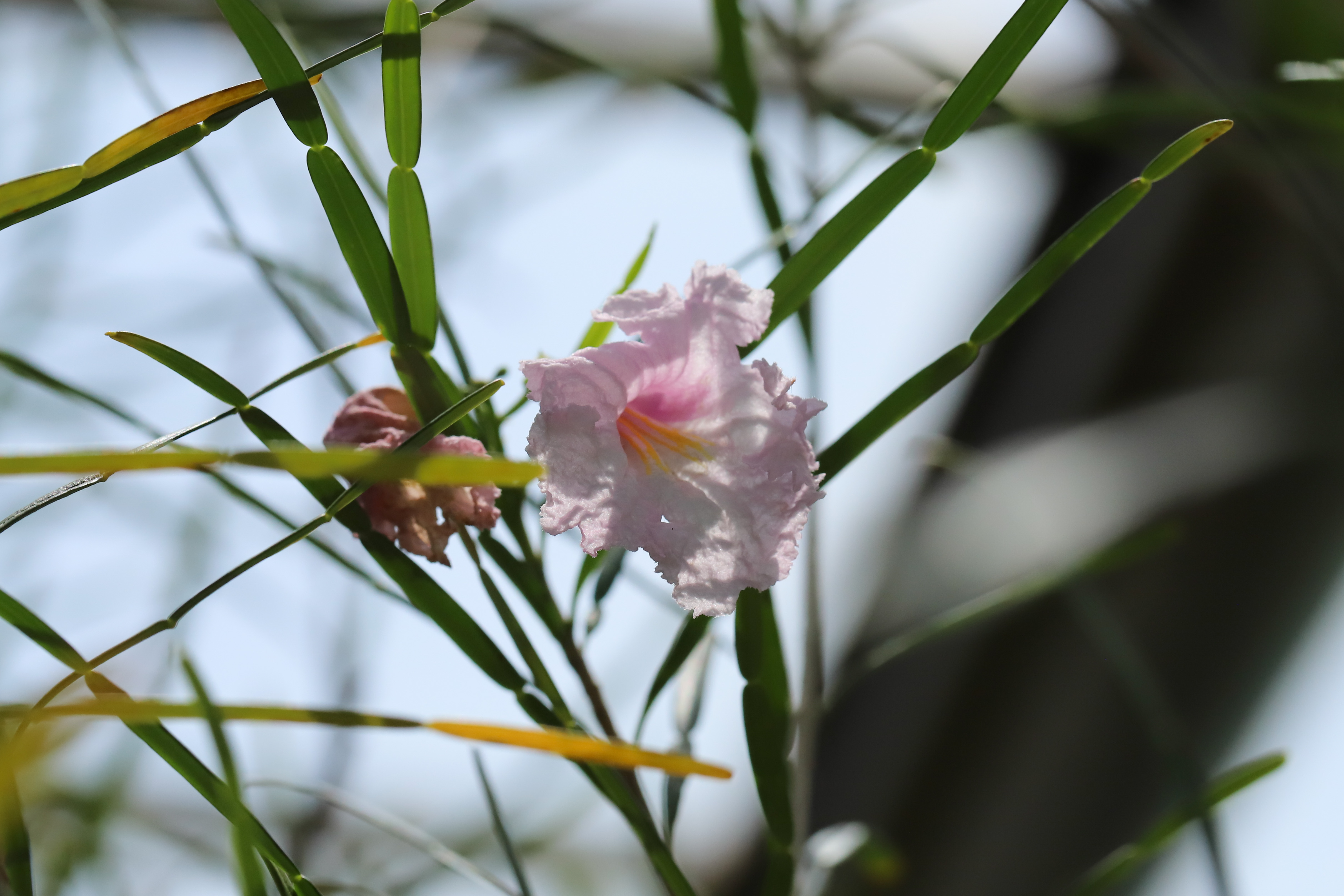 Phyllarthron bernierianum