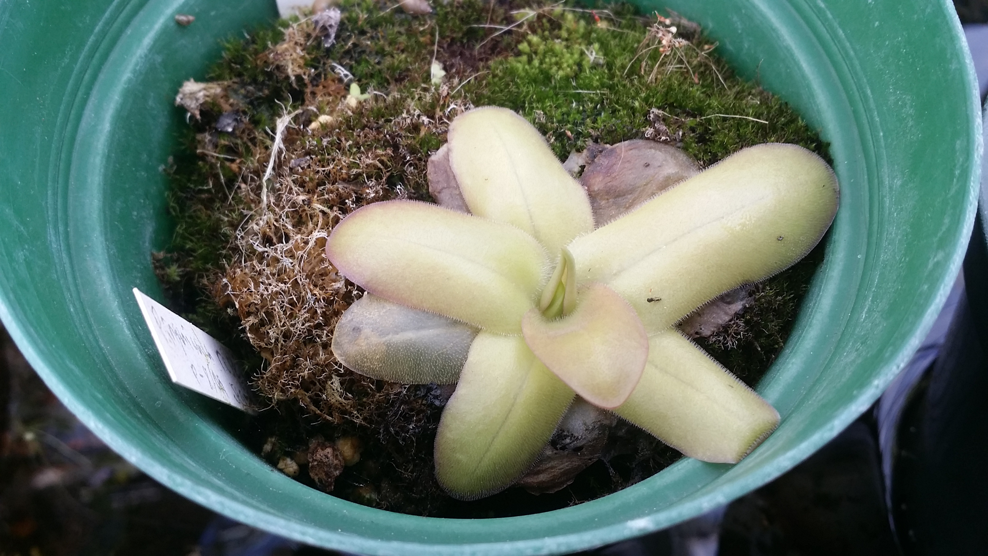 Pinguicula moranensis