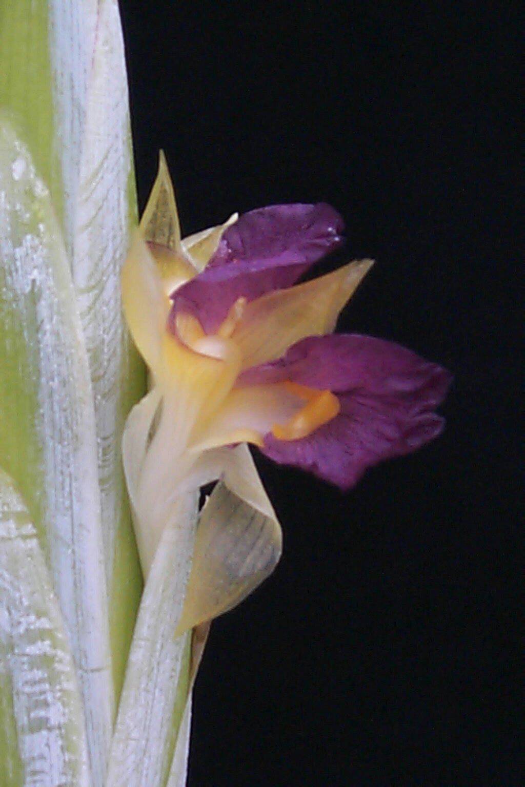 Pleiostachya pruinosa