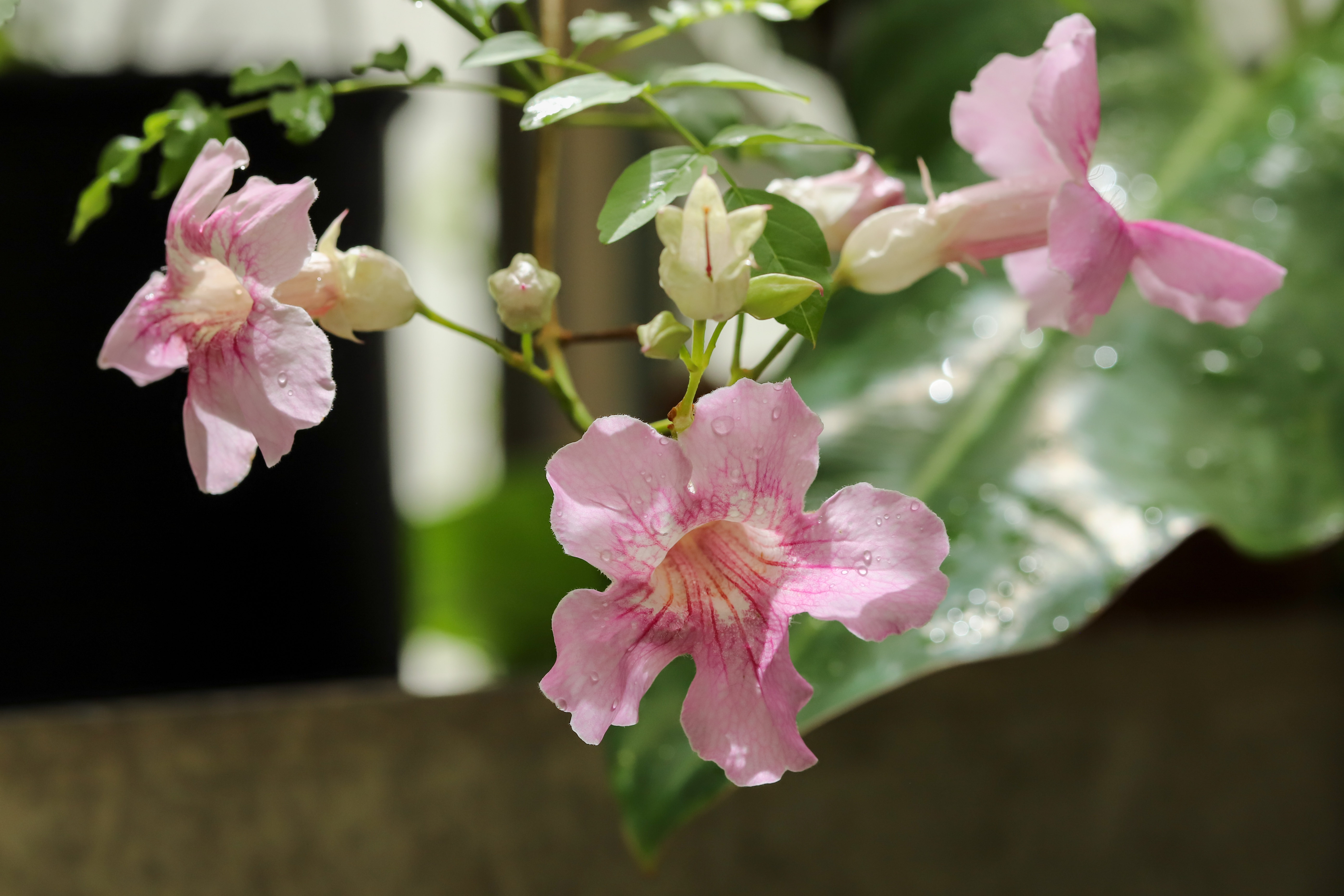 Podranea ricasoliana