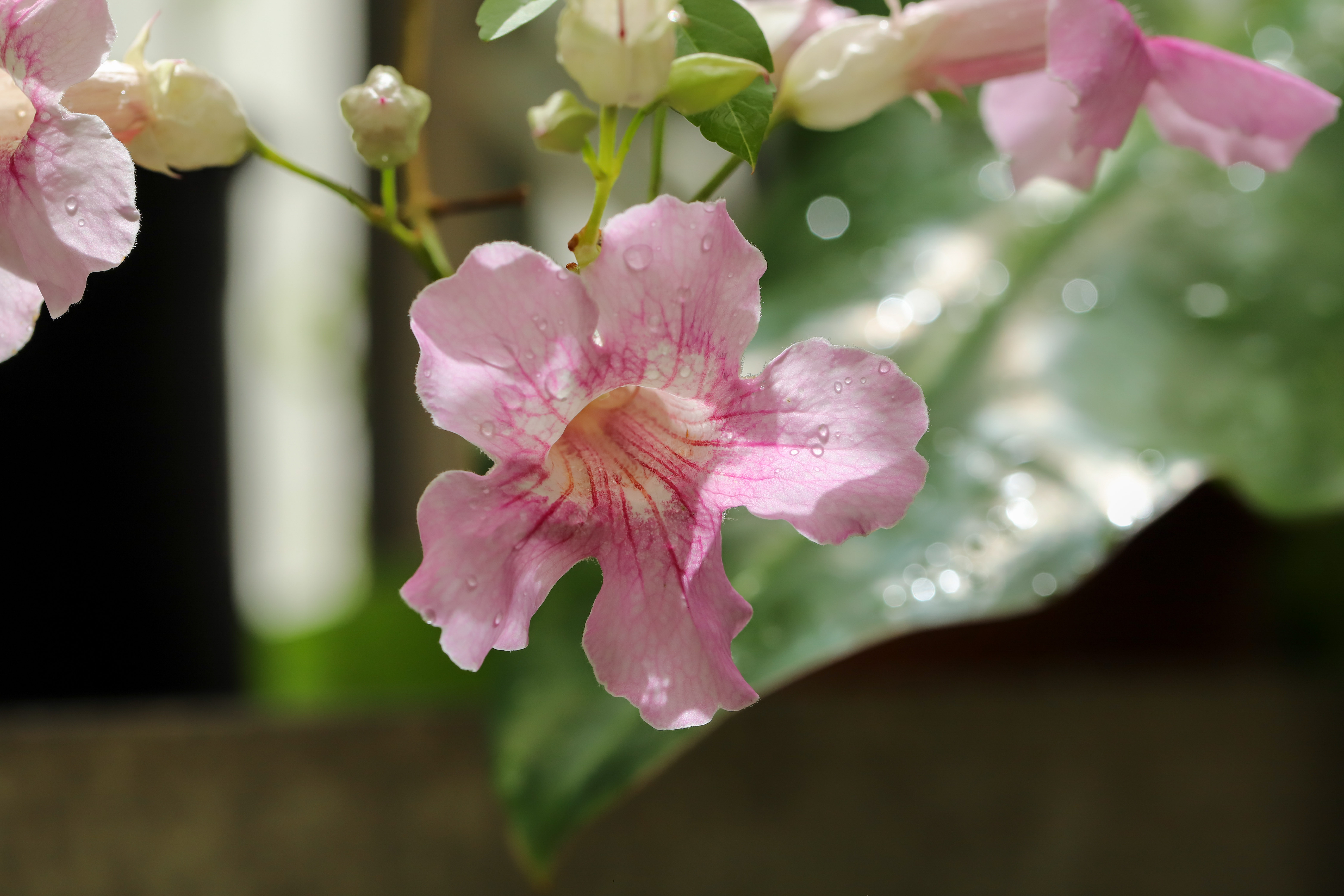 Podranea ricasoliana