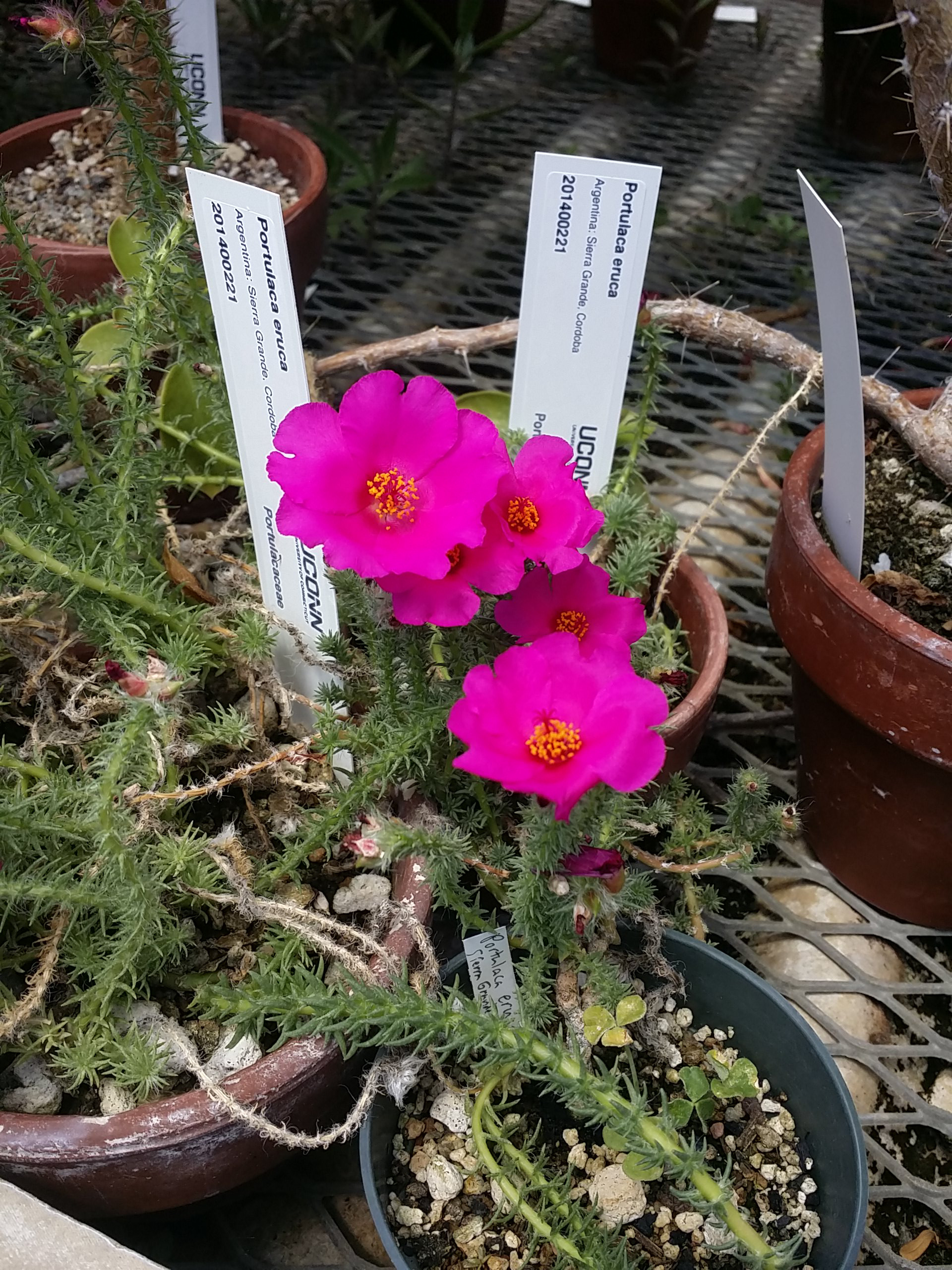 Portulaca eruca