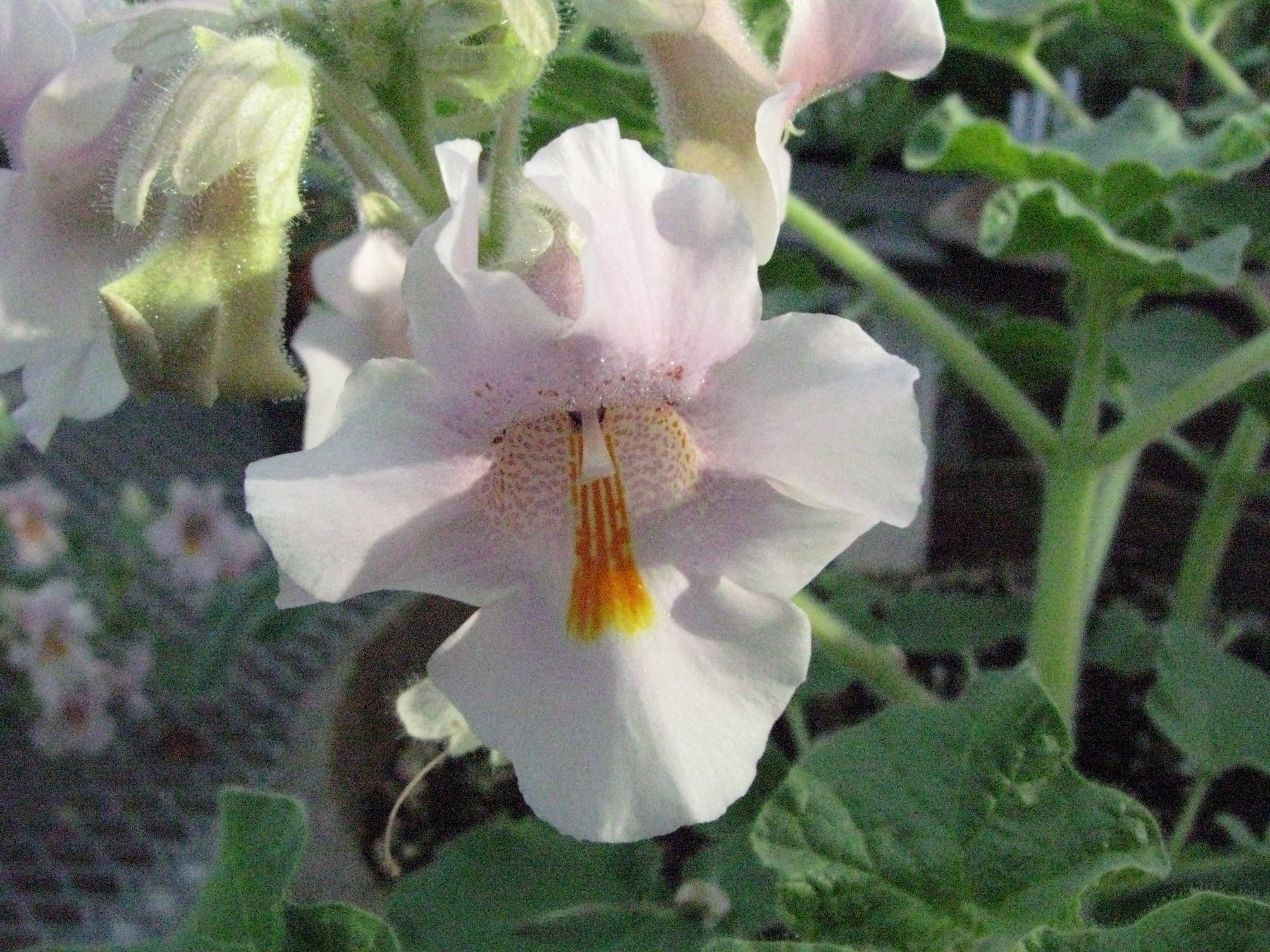 Proboscidea louisianica