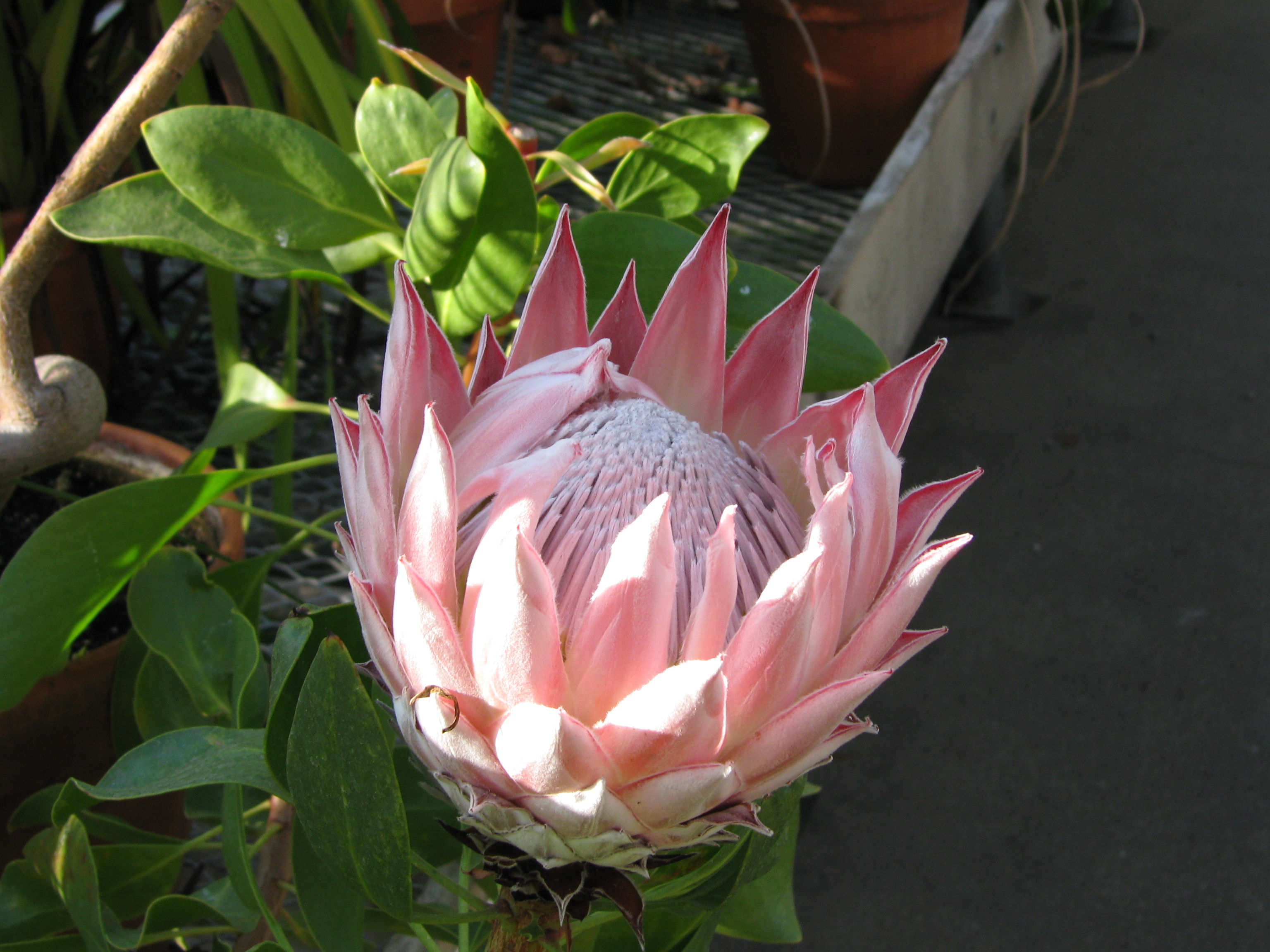 Protea cynaroides
