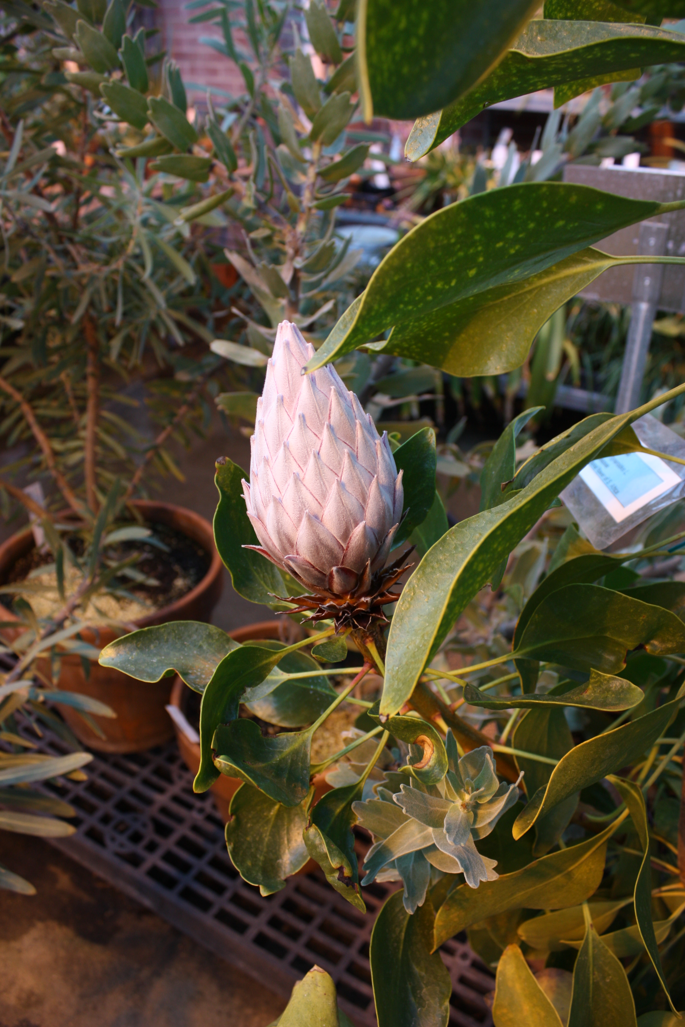 Protea cynaroides