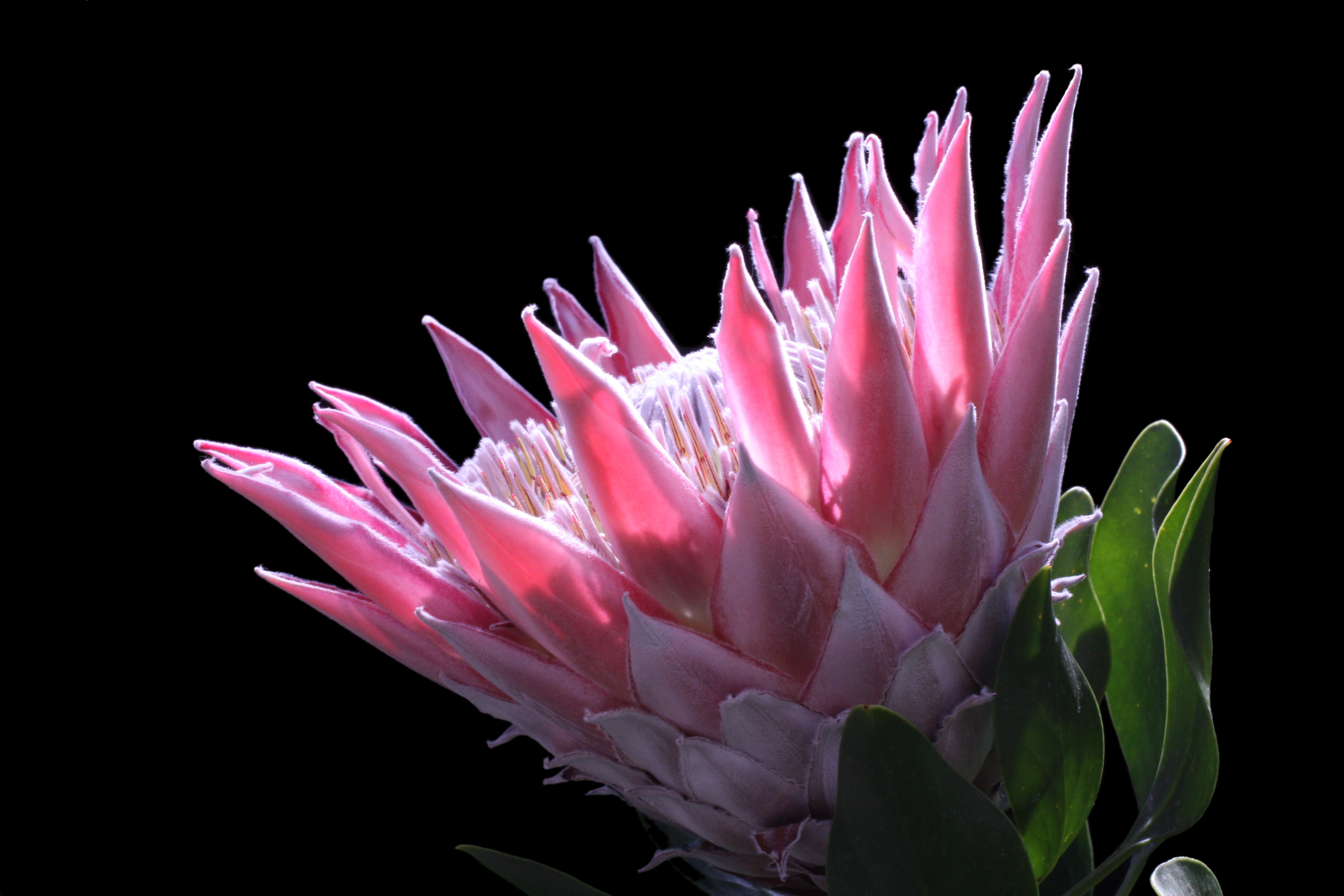 Protea cynaroides