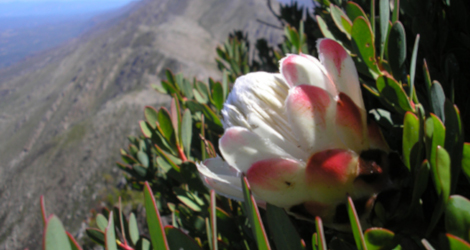 Protea venusta