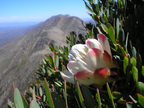 Protea venusta