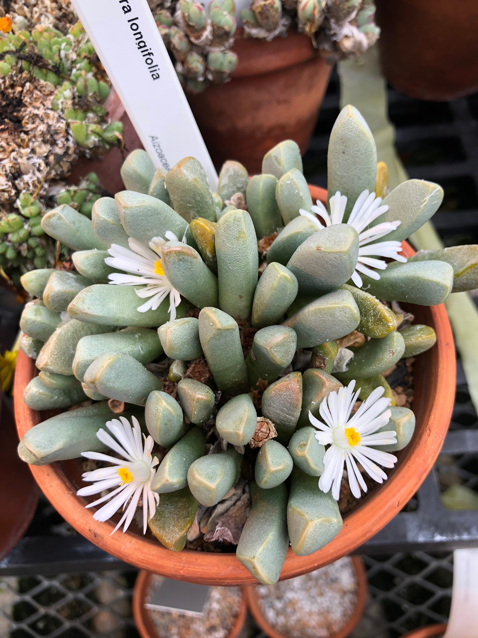 Psammophora longifolia
