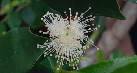 Psidium cattleianum
