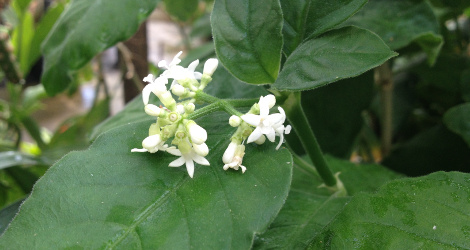 Psychotria kirkii