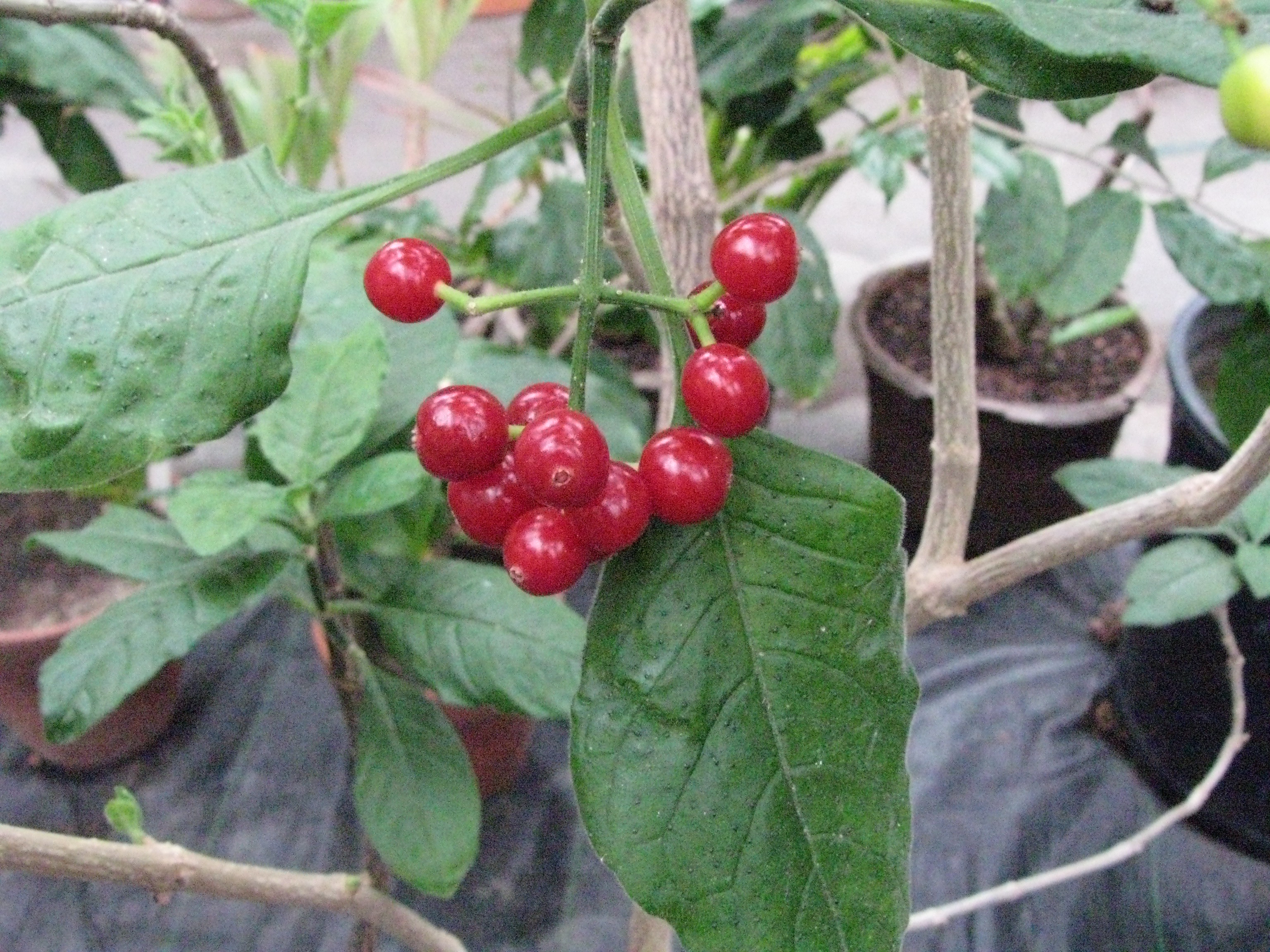 Psychotria kirkii
