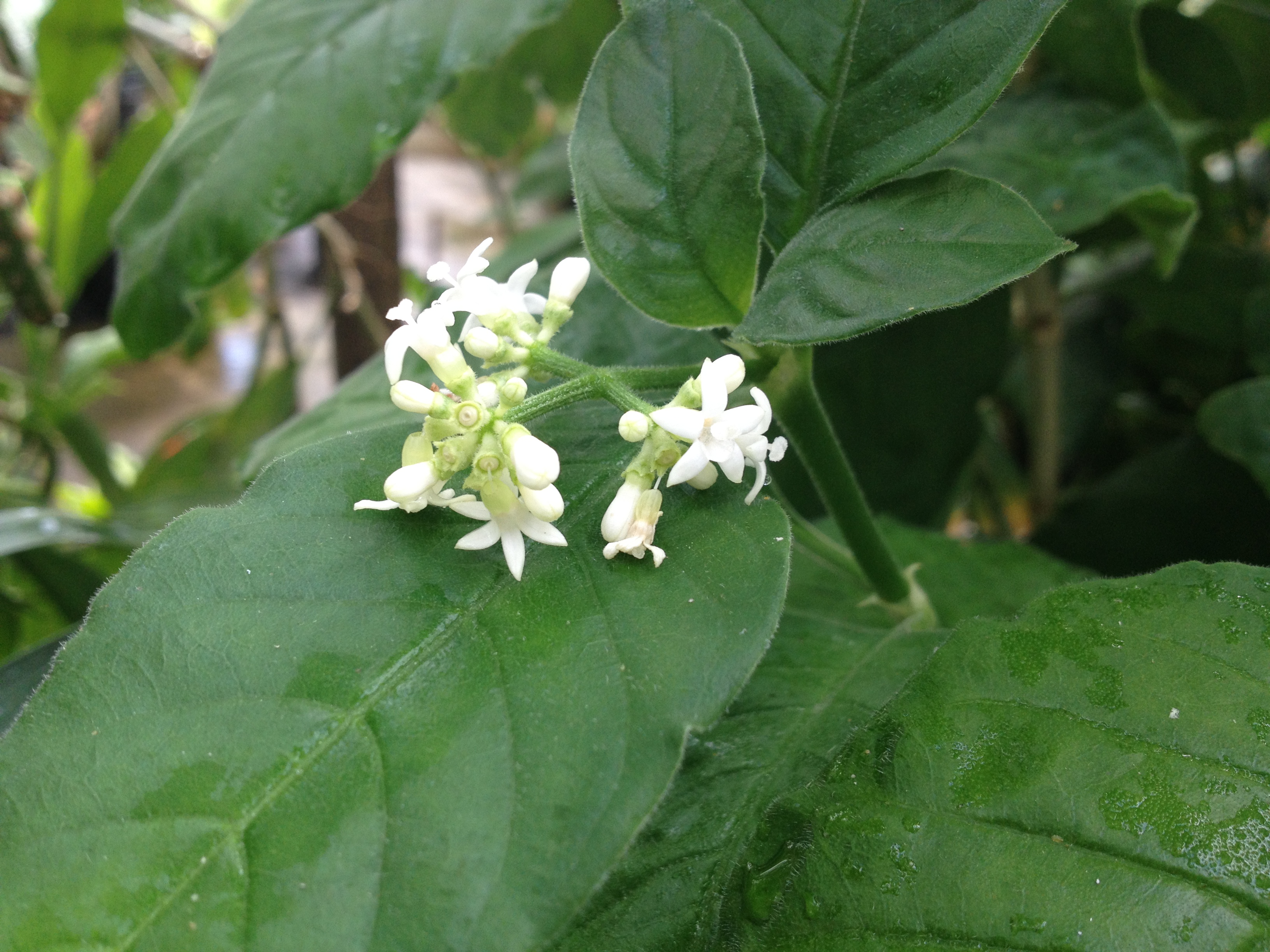 Psychotria kirkii