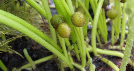 Regnellidium diphyllum