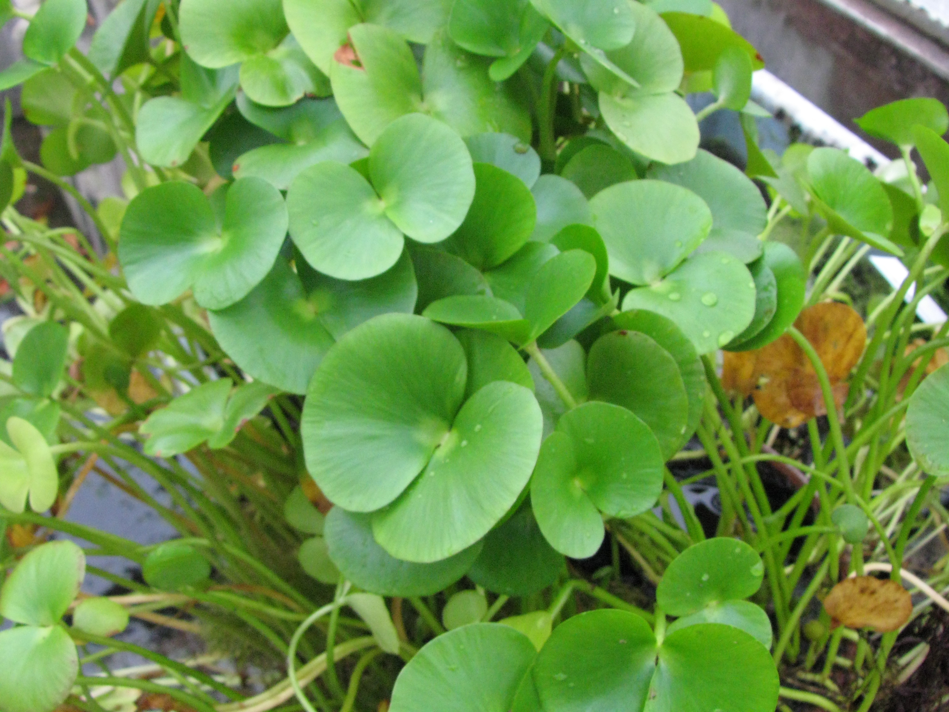 Regnellidium diphyllum