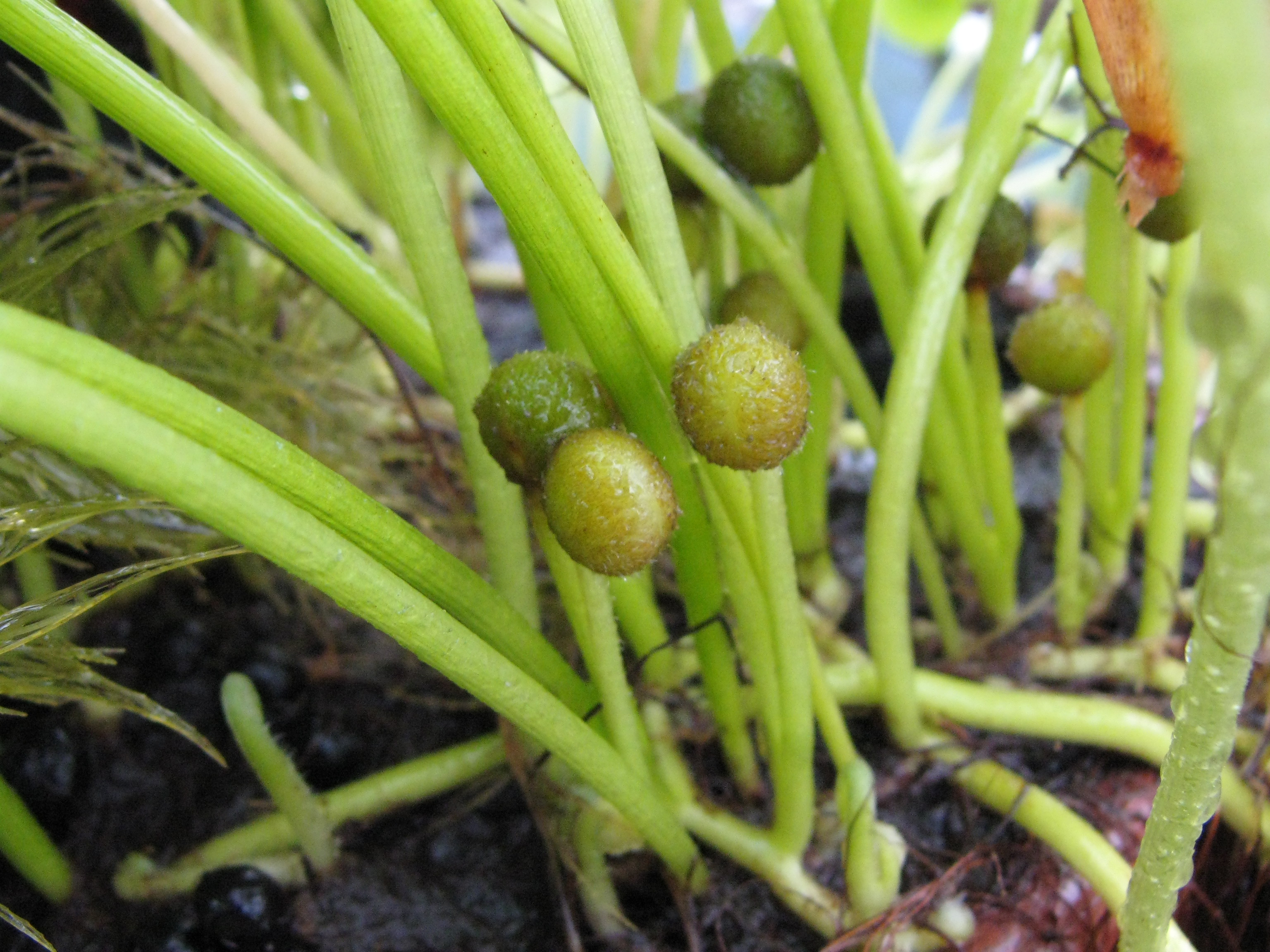 Regnellidium diphyllum