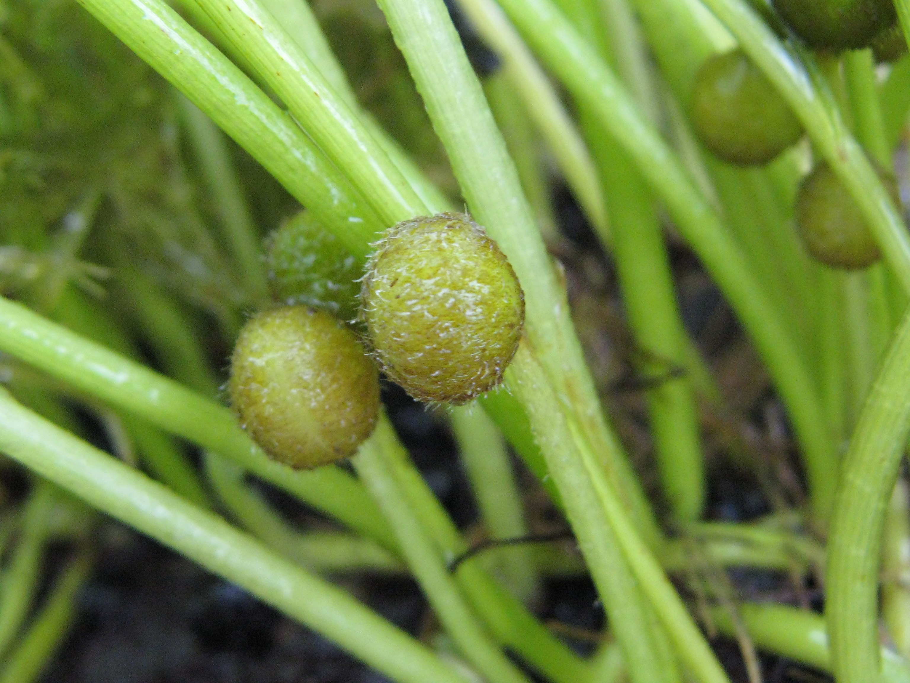 Regnellidium diphyllum