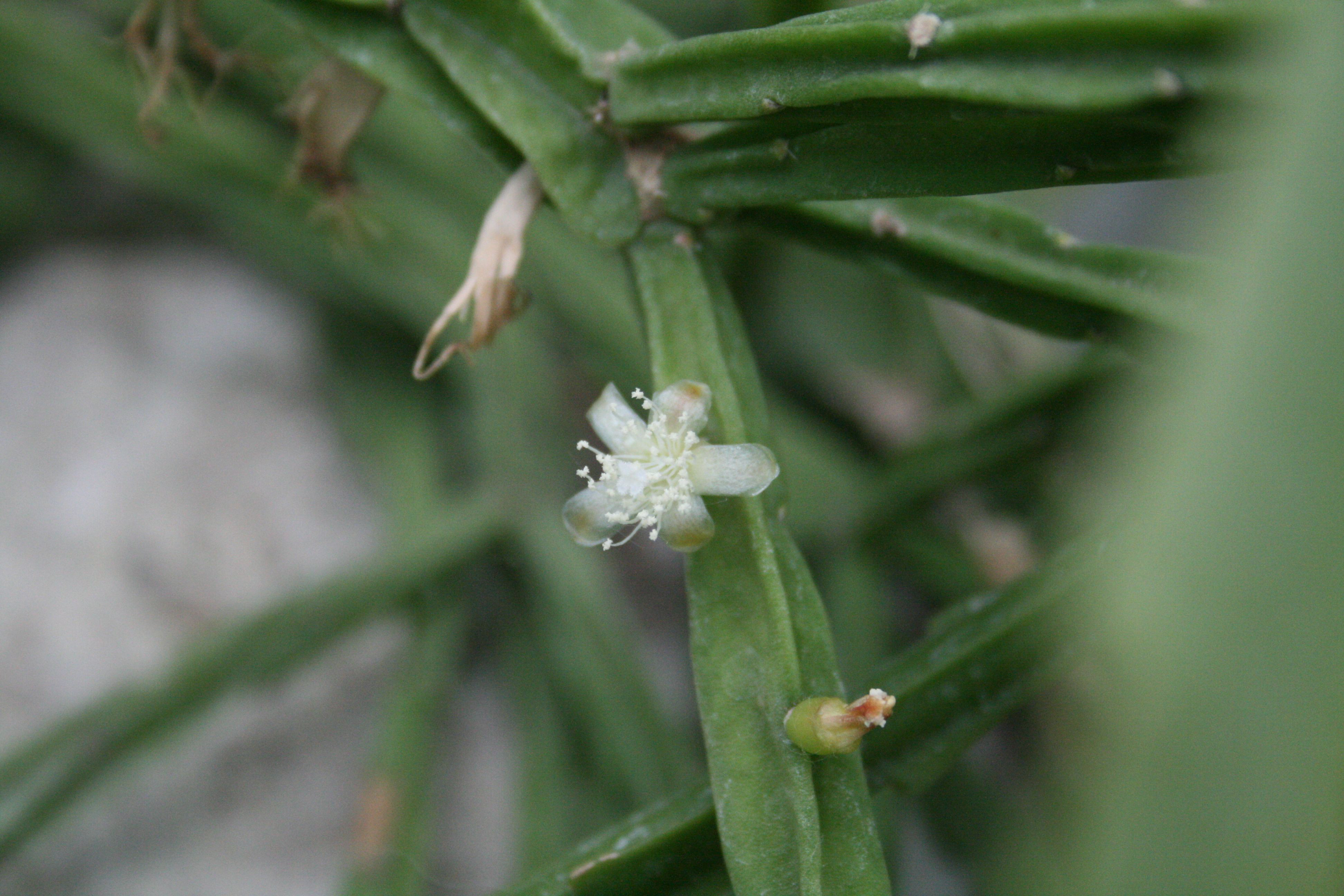 Rhipsalis pentaptera