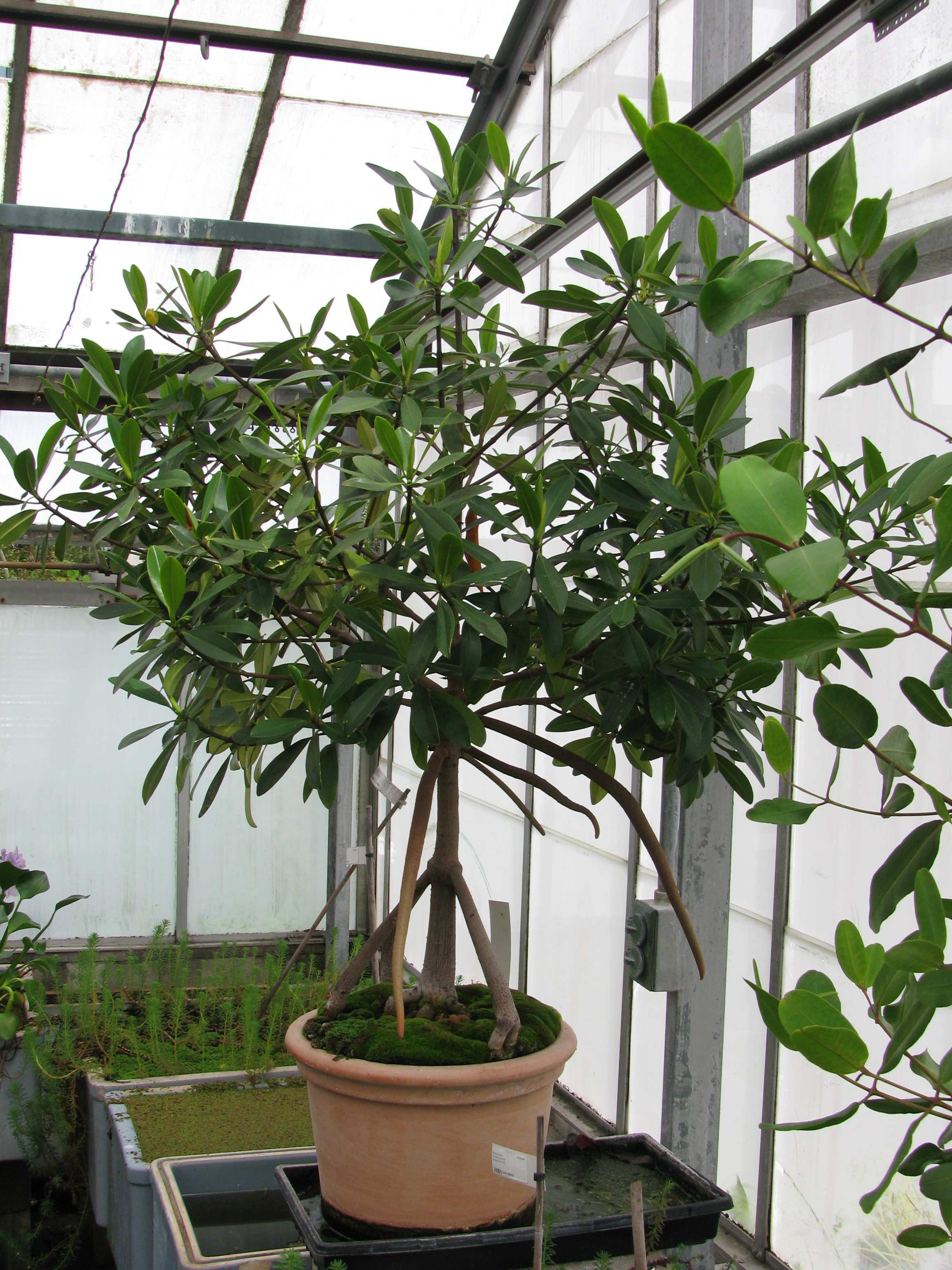 Rhizophora mangle