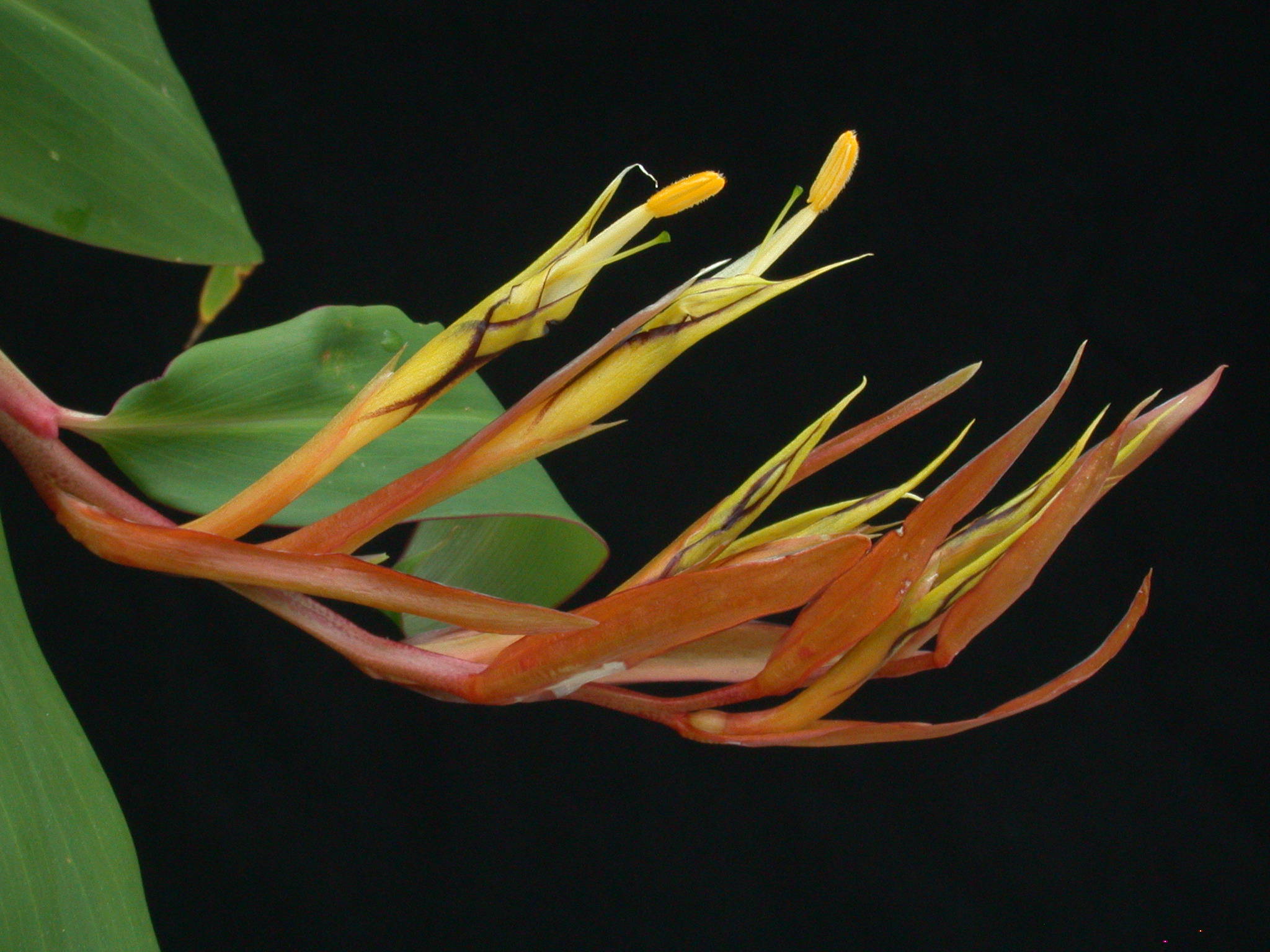 Rhynchanthus longiflorus