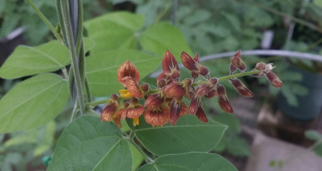 Rhynchosia phaseoloides