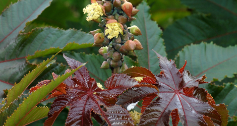 Ricinus communis