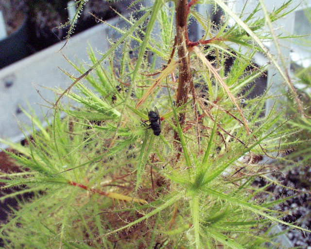 Roridula dentata