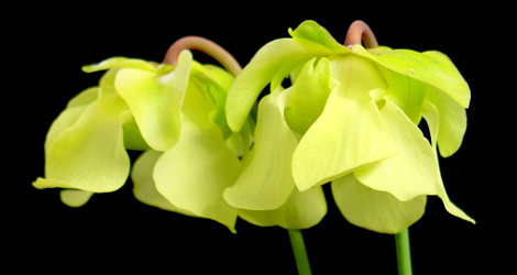 Sarracenia alata