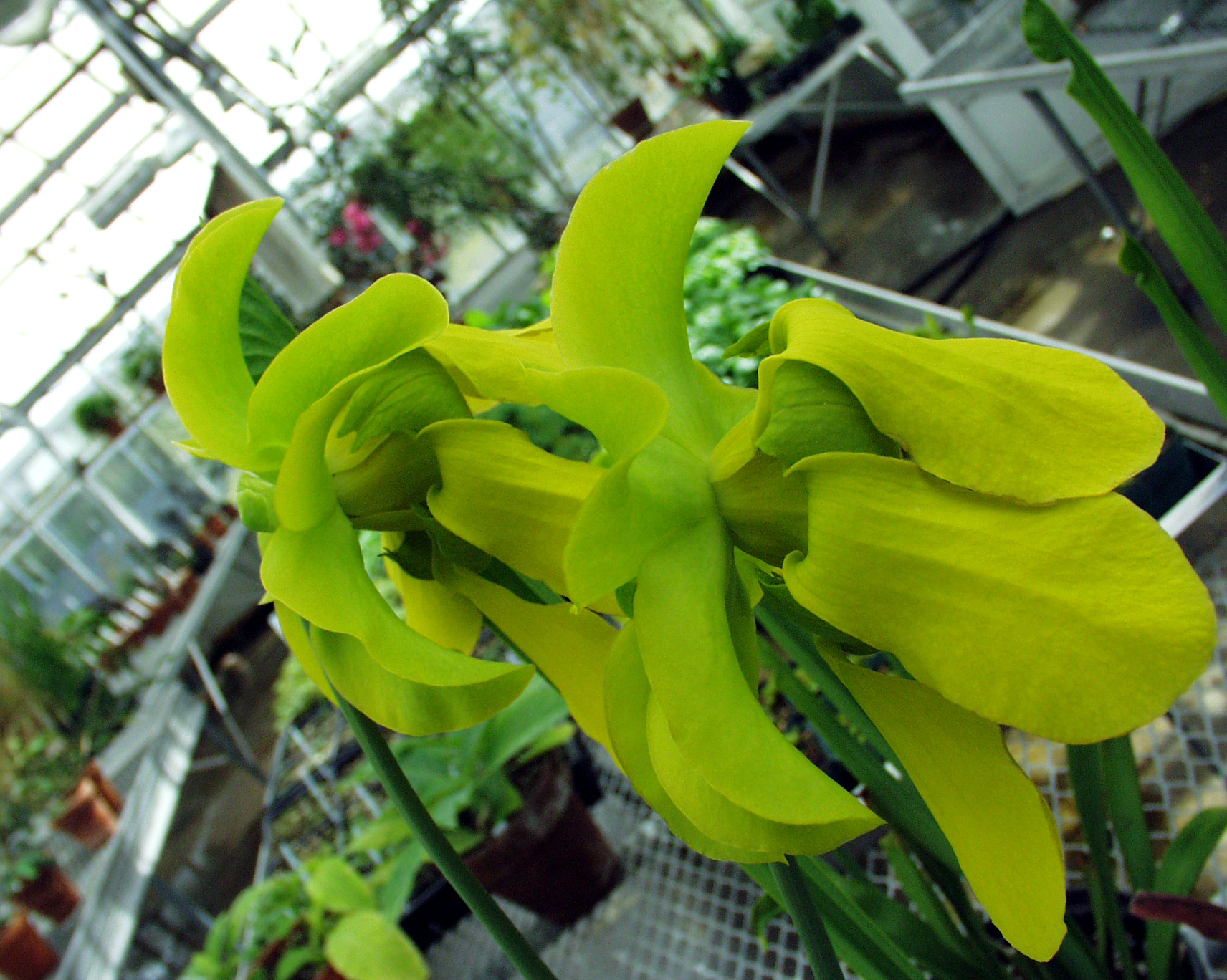 Sarracenia flava