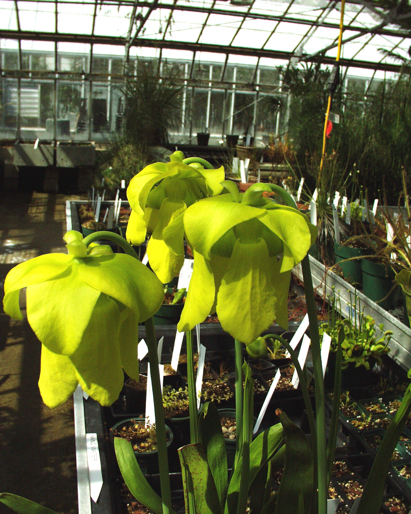 Sarracenia flava