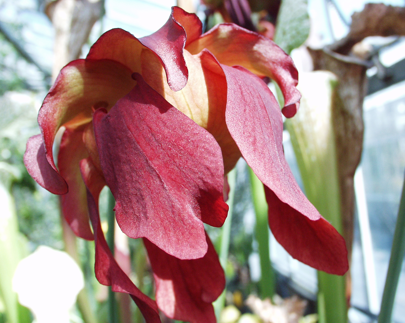 Sarracenia leucophylla