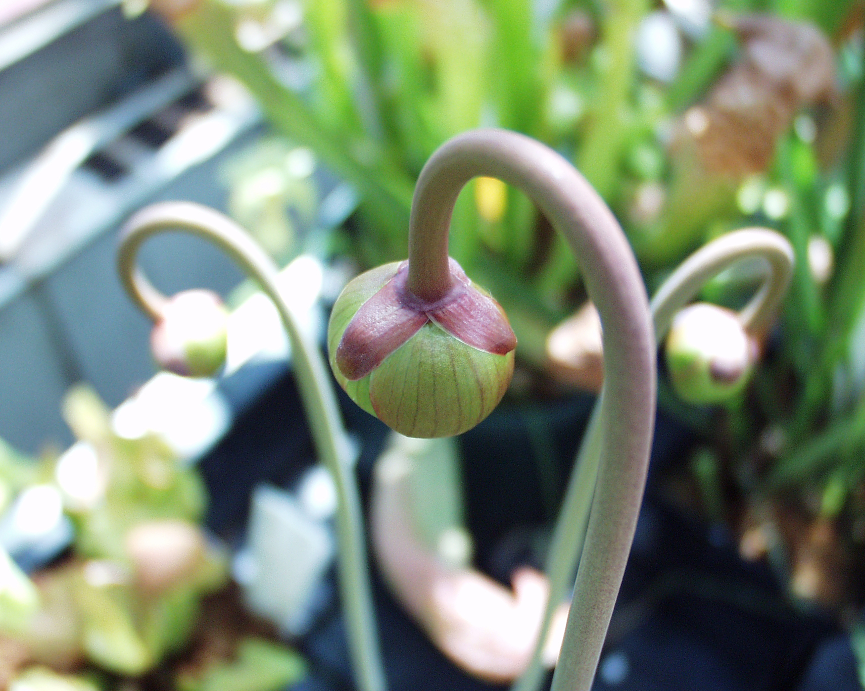 Sarracenia leucophylla