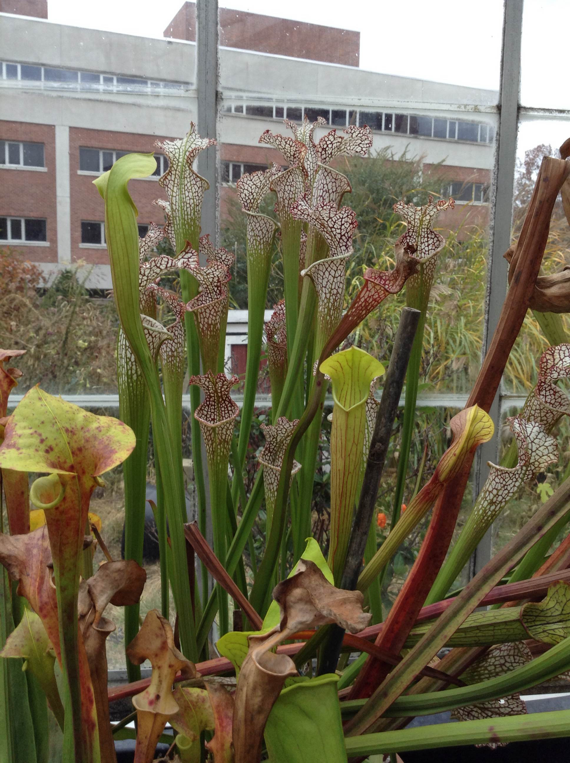 Sarracenia leucophylla