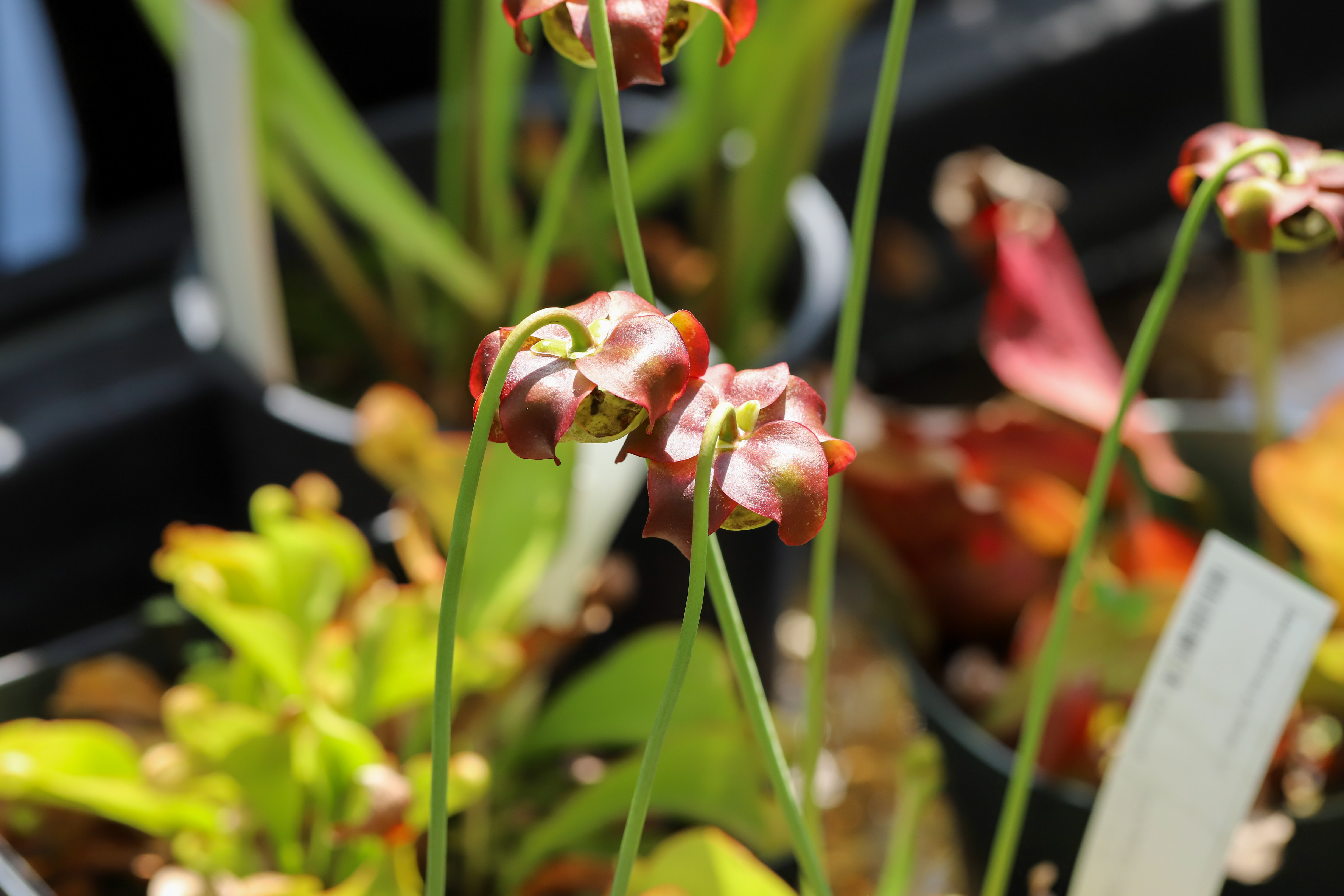 Sarracenia psittacina