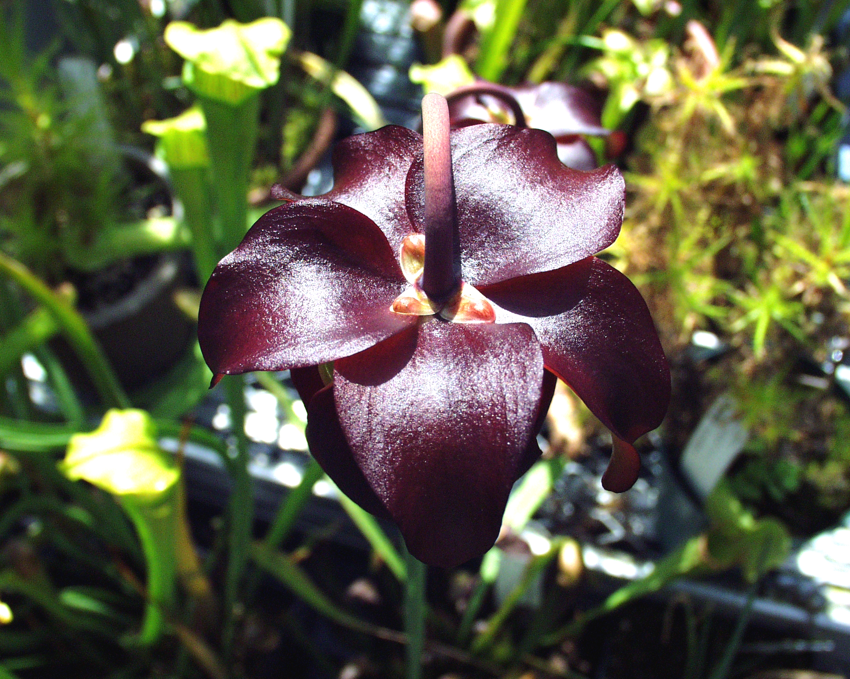 Sarracenia psittacina
