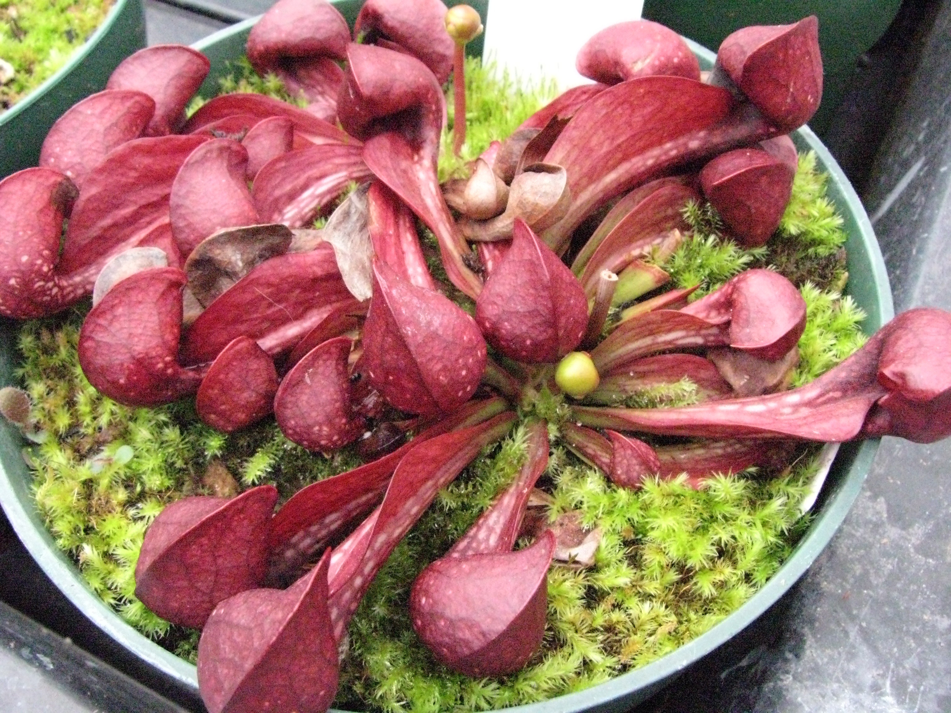 Sarracenia psittacina