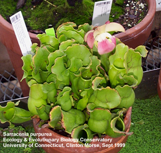 Sarracenia purpurea