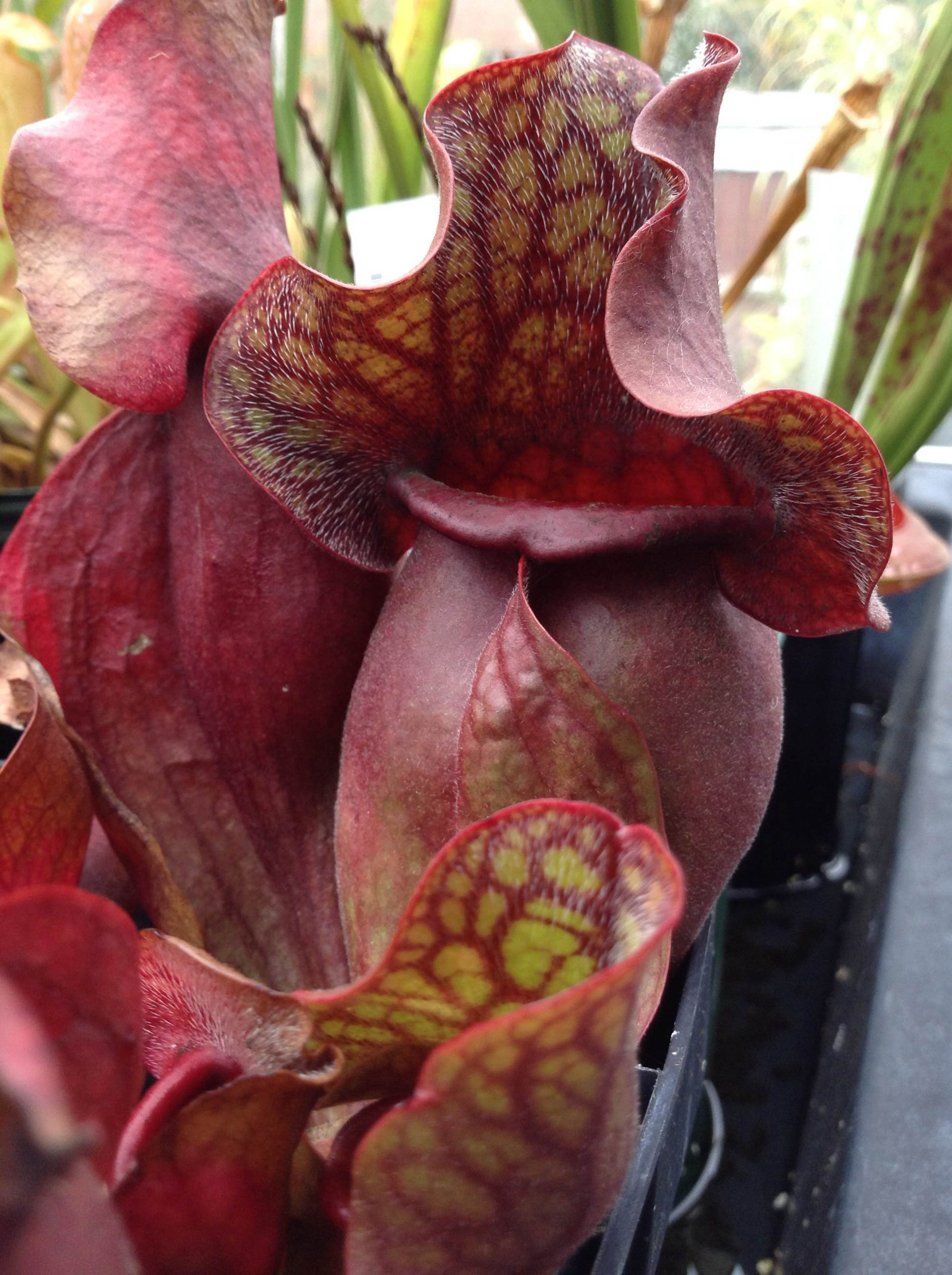Sarracenia purpurea
