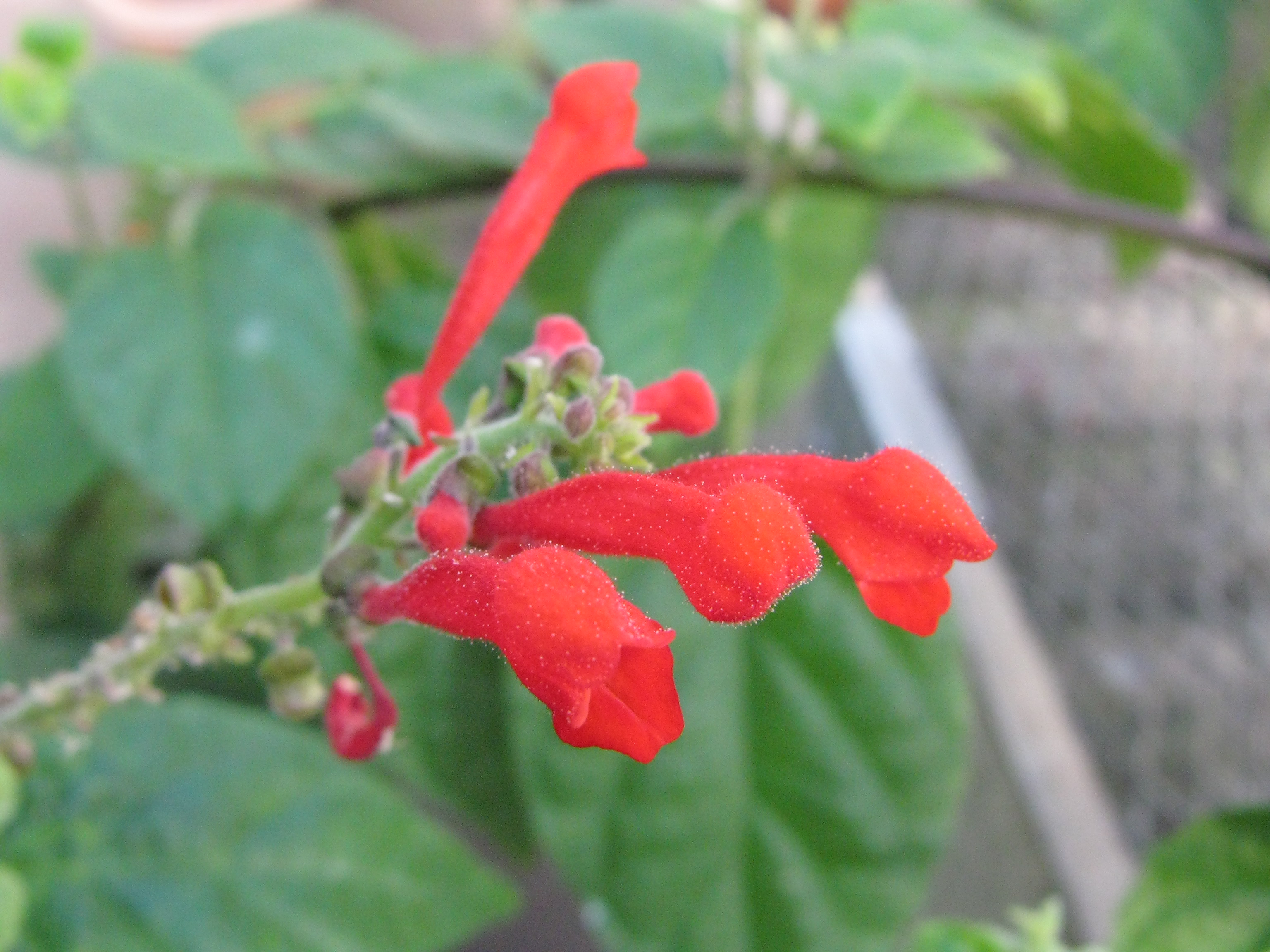 Scutellaria argentata