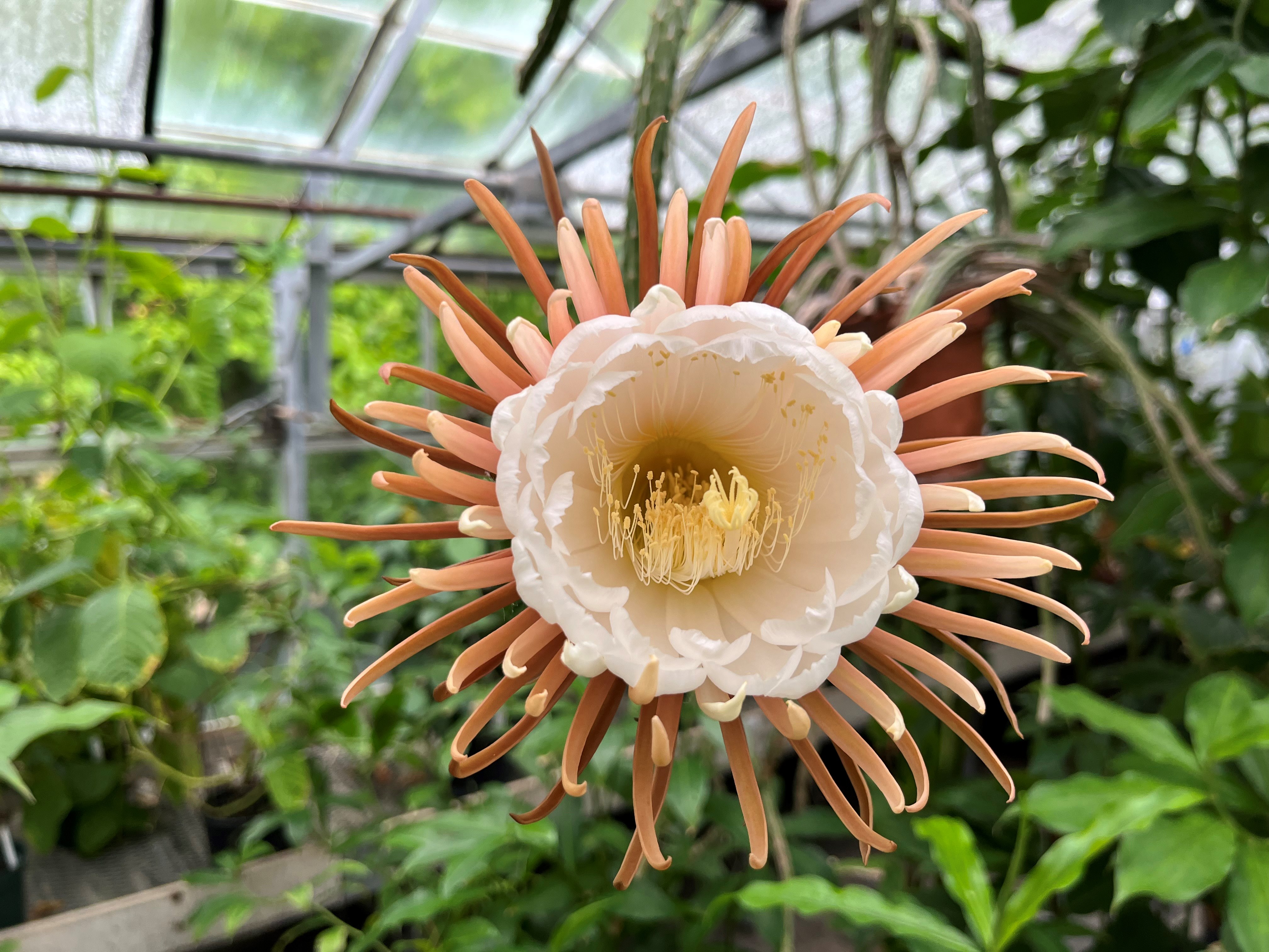 Selenicereus grandiflorus