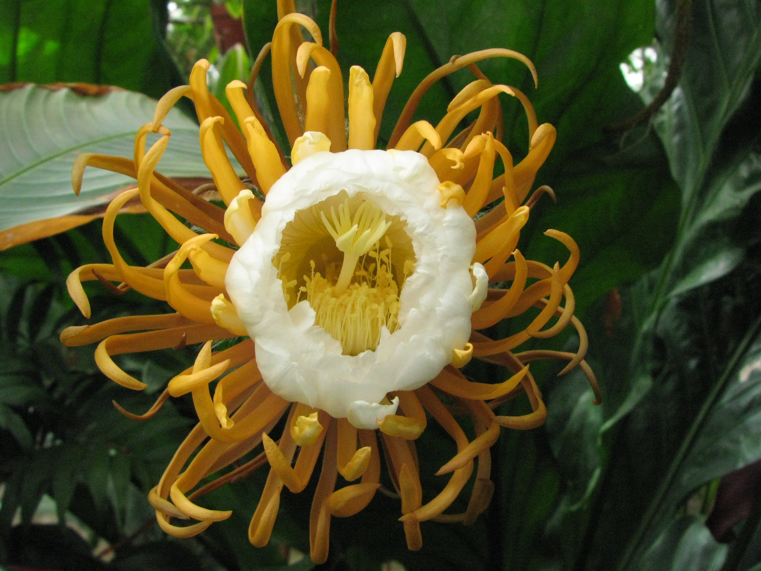 Selenicereus grandiflorus