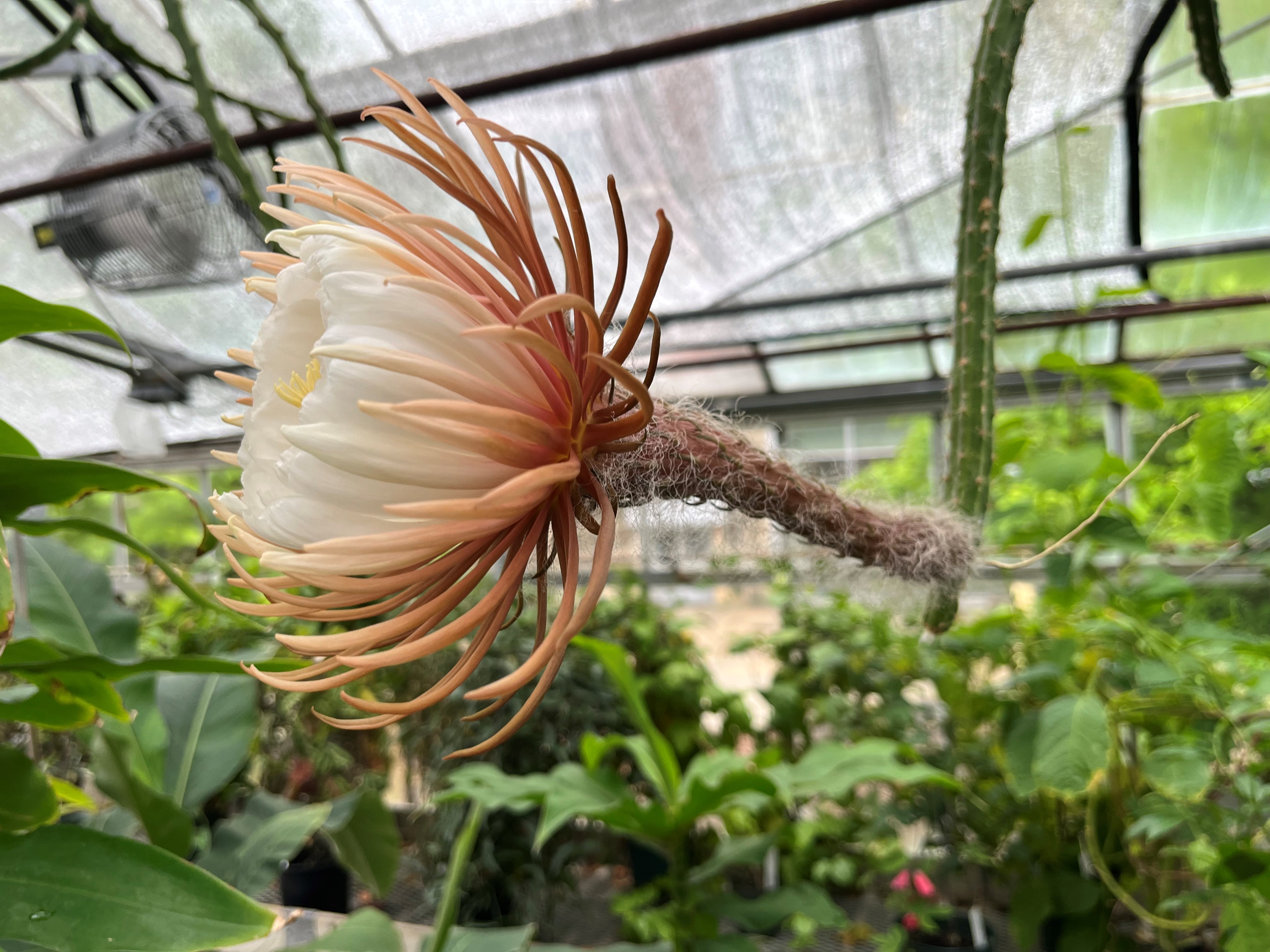 Selenicereus grandiflorus