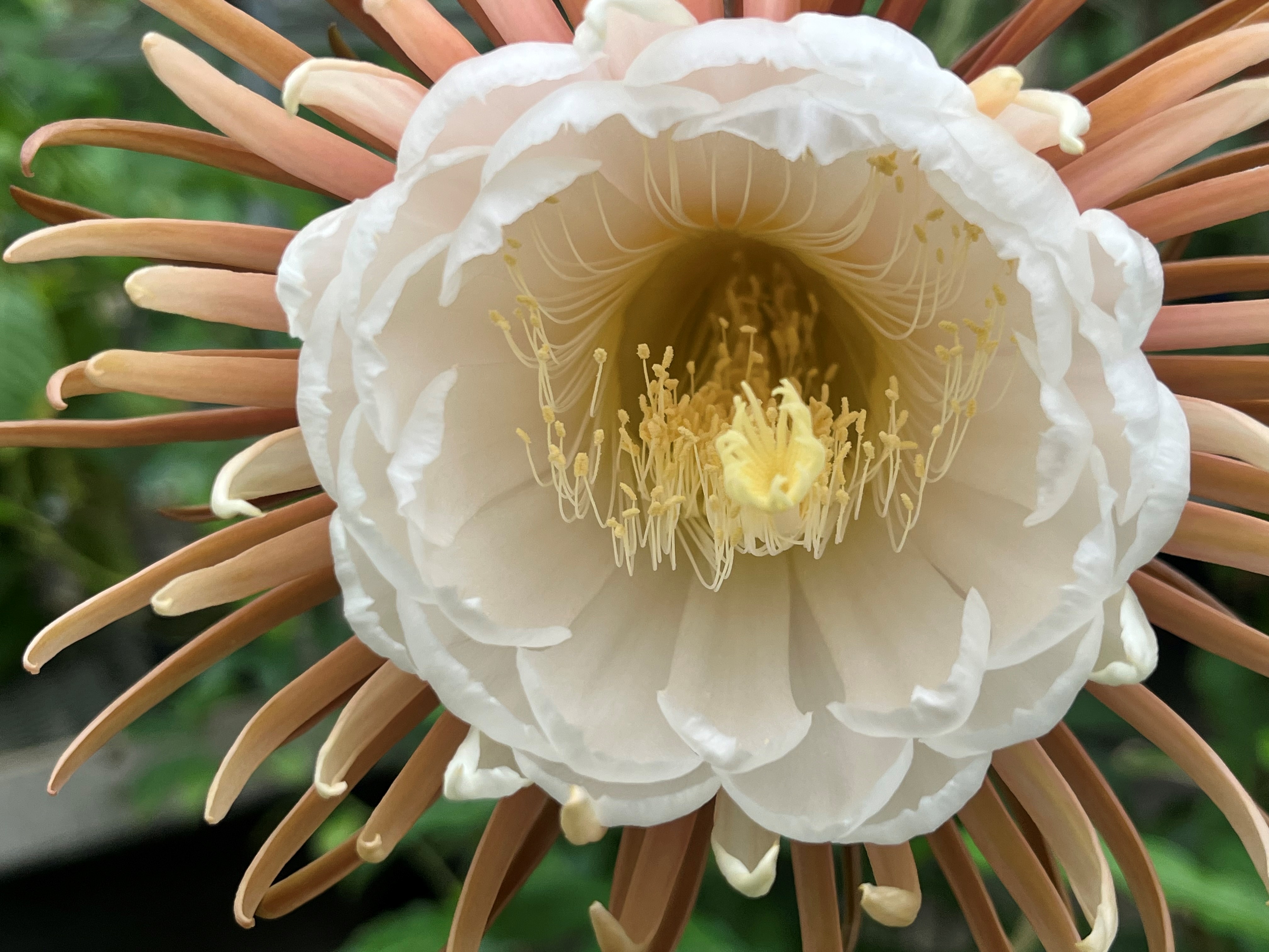 Selenicereus grandiflorus