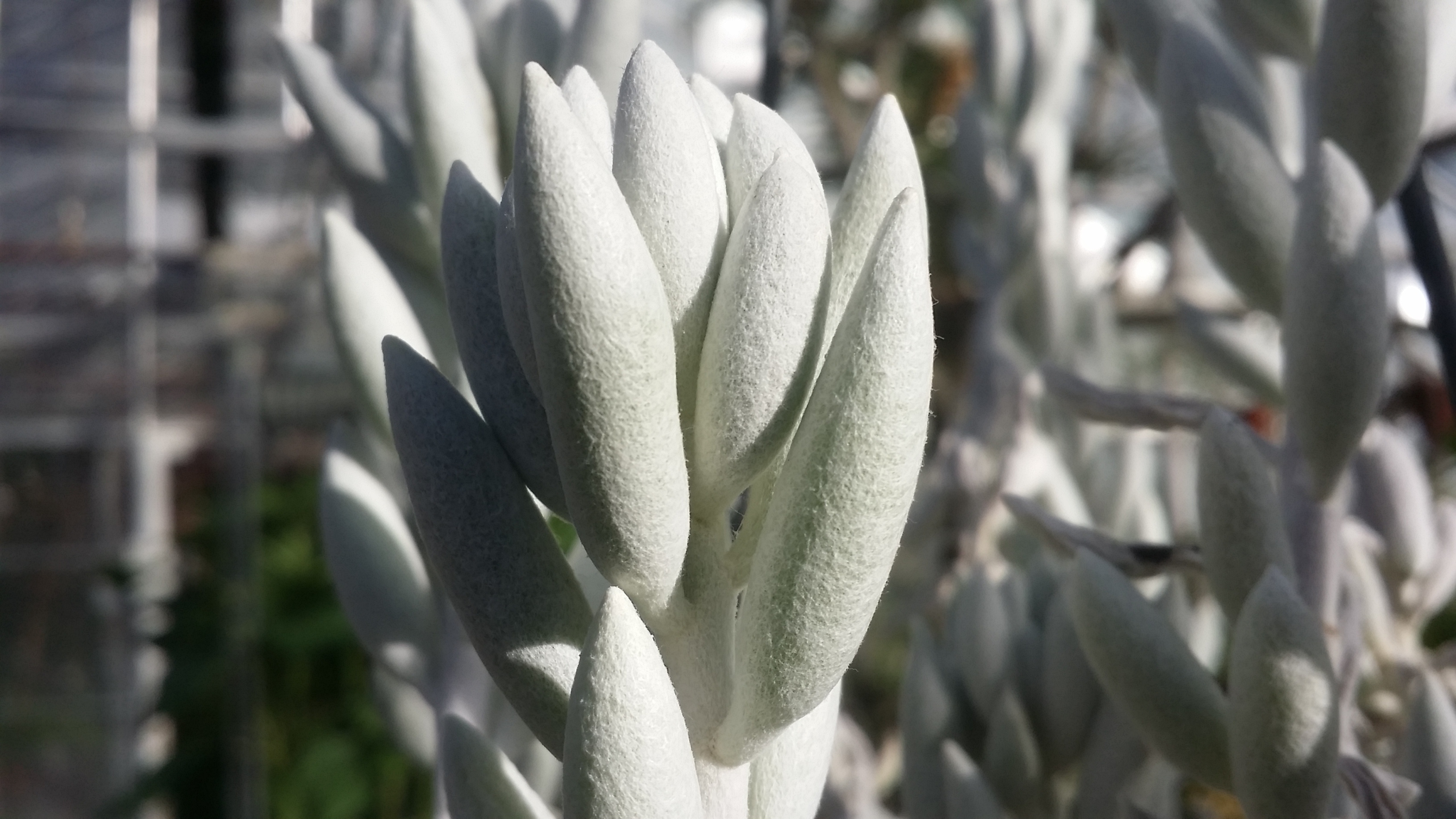 Senecio haworthii