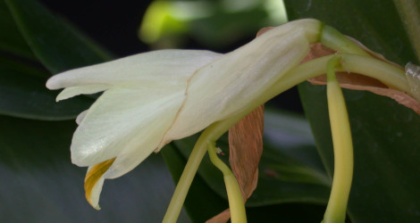 Siliquamomum tonkinense