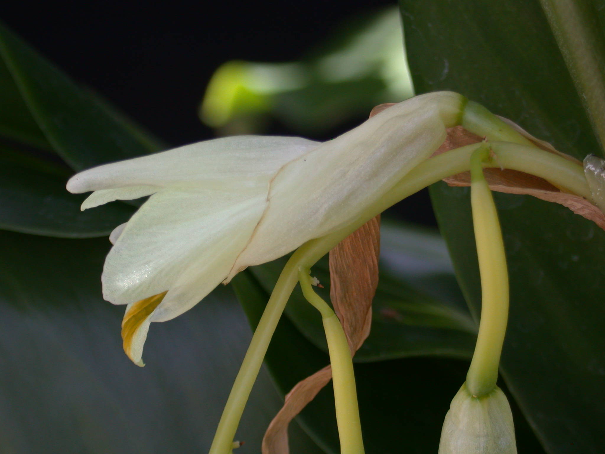 Siliquamomum tonkinense