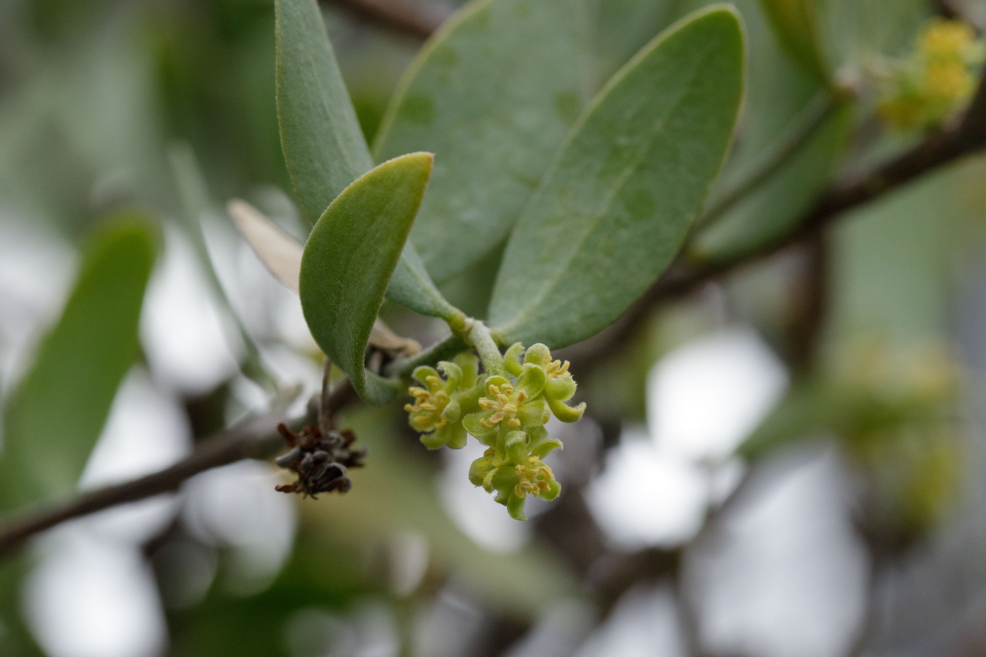 Simmondsia chinensis